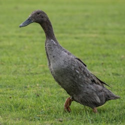 Ducks of the week 01/03/26