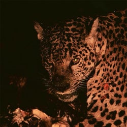 Jaguar (feat. BLASTERKIT)