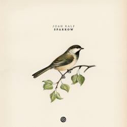 Sparrow