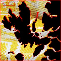 Yellow Boa