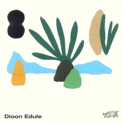 Dioon Edule