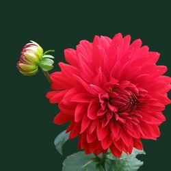 Mos Me Ler Vetem Baby