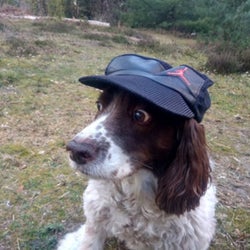 Hat on the dog