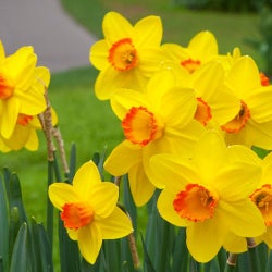 Daffodil Chart