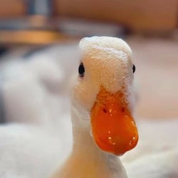 Ducks of the week 9-6-24