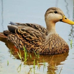 Ducks of the week 05/09/25