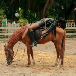 Akhal-Teke