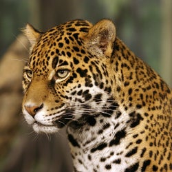 The Jaguar Chart