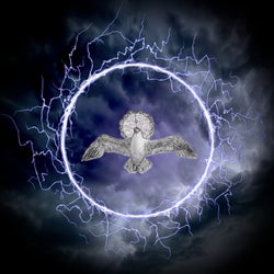 Strange Storm Petrel