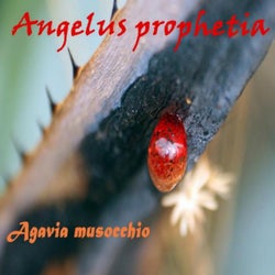 Agavia Musocchio