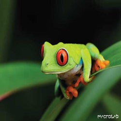 Froggy EP