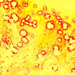 Bank of Wildflowers (feat. Georgia) (Phaeleh Remix)