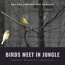 Birds Meet In Jungle - Nature Sounds For Healing, Peaceful, Relaxation & Meditation