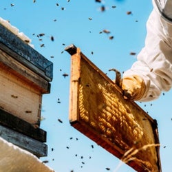 Bee Man