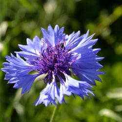 Wild Flowers