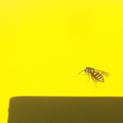 Midsummer Bee's Dream 2012