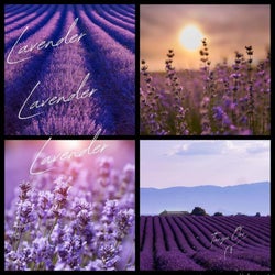 Lavender Lavender Lavender