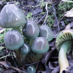 Pastel Mushrooms