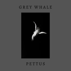 Grey Whale