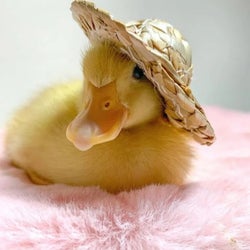 Ducks of the week 08/23/25