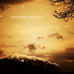 Agrotis Infusa
