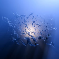 Fragments