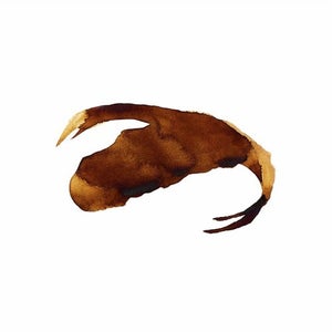 Marc Houle - Salamandarin