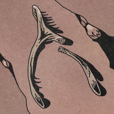 Bones