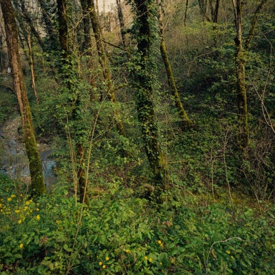 A Forest Like This