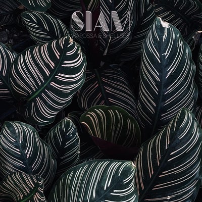 Siam