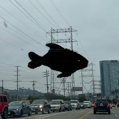 Dance Fish 1