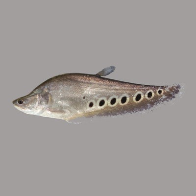 Knifefish