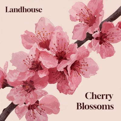 Cherry Blossoms