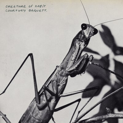 Mantis / Sugar Plum