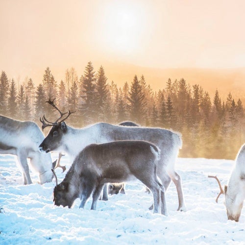 A magic winter with Solar Records ••*´¨`*•.☆
