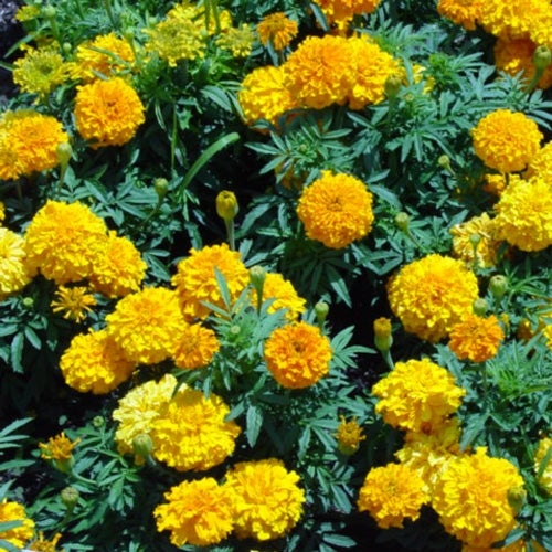 Marigold Chart