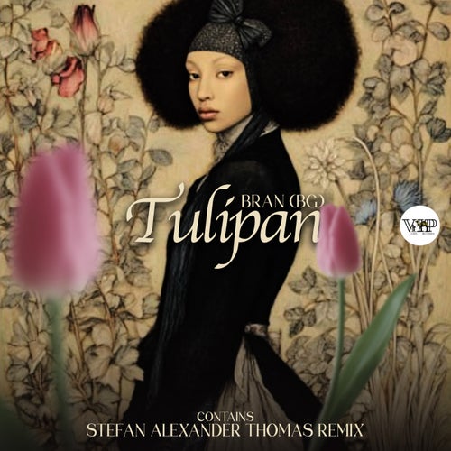 Tulipan