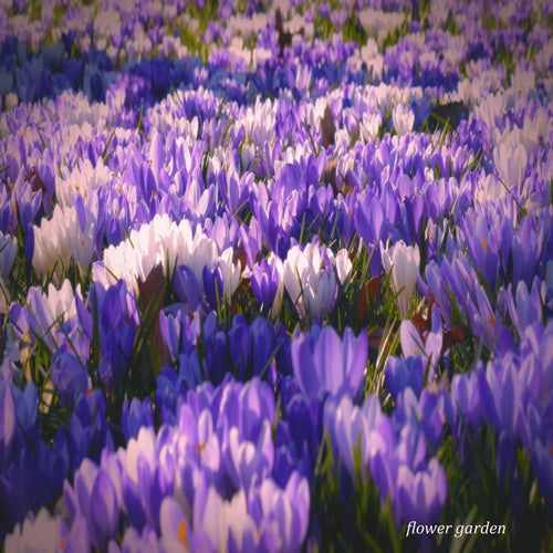 flower garden
