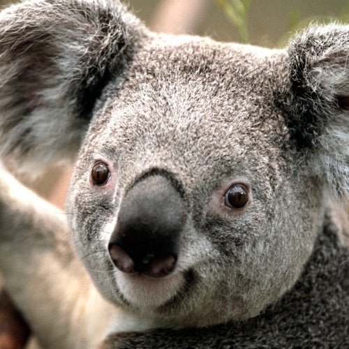 Koala Jo