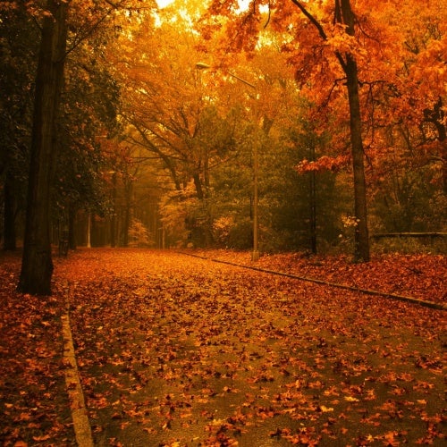 Autumn Charts by Kollektiv Neonlight