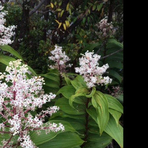 Mobius Strum January Chart