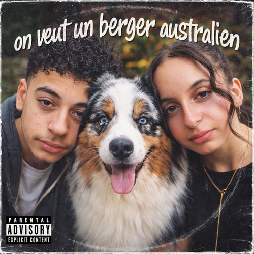 On veut un Berger Australien
