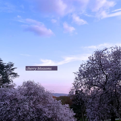 cherry blossoms