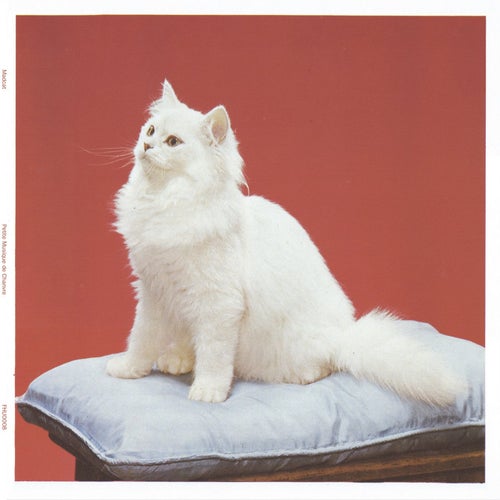 Petite musique de chanvre