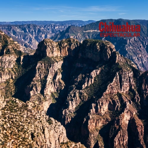 Chihuahua espectacular