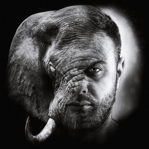 Indie Elephant