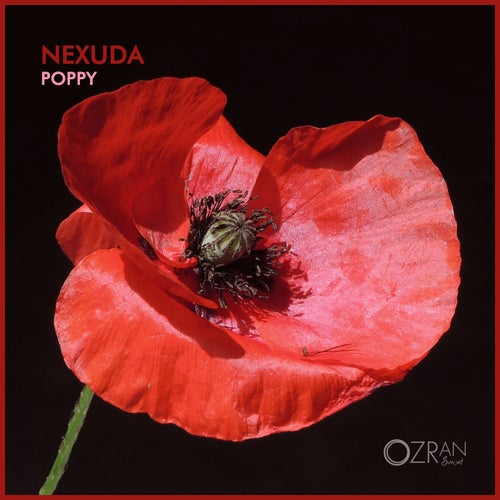 Poppy