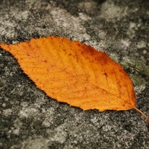 Bombs for the Autumn