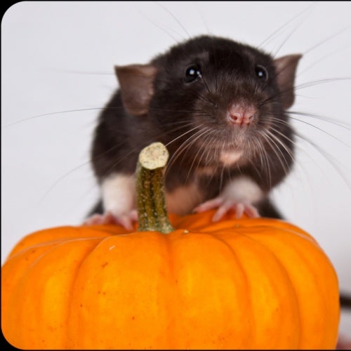 Halloween Rats Chart