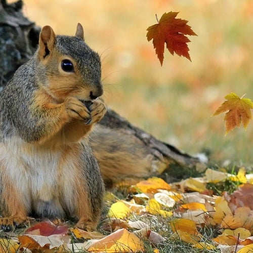 APPLESUCKERS AUTUMN ACORNS